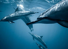 半岛体育入口-林良锋:奥莱为什么命硬?不上博格巴曼联就能赢!